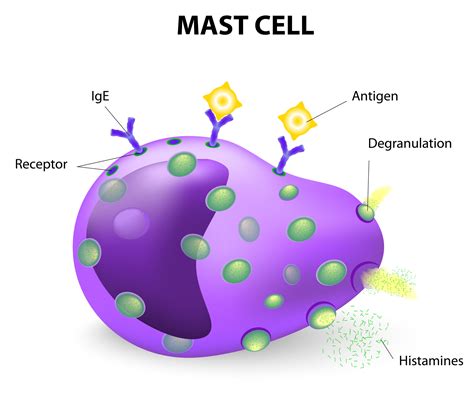 mast cells